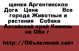 щенки Аргентинскоо Дога › Цена ­ 25 000 - Все города Животные и растения » Собаки   . Алтайский край,Камень-на-Оби г.